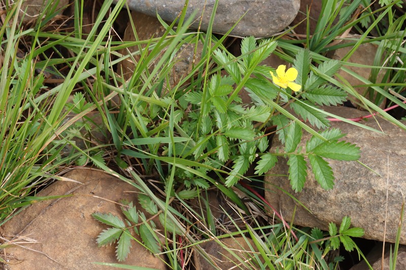 Pacific Silverweed photo 5