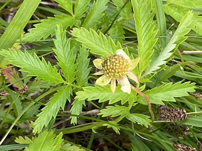 Pacific Silverweed photo 6