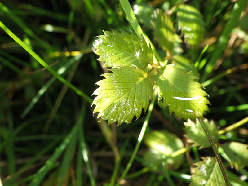 Argentina anserinoides photo 2