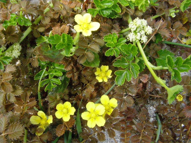 Argentina anserinoides photo 3