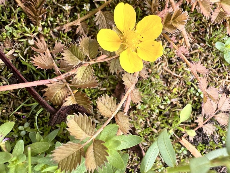 Argentina anserinoides photo 4
