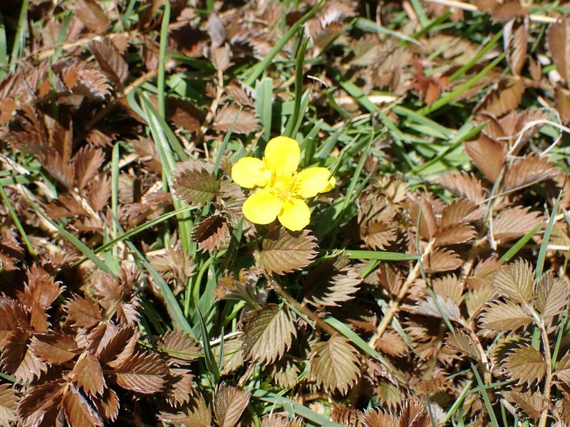 Argentina anserinoides photo 5