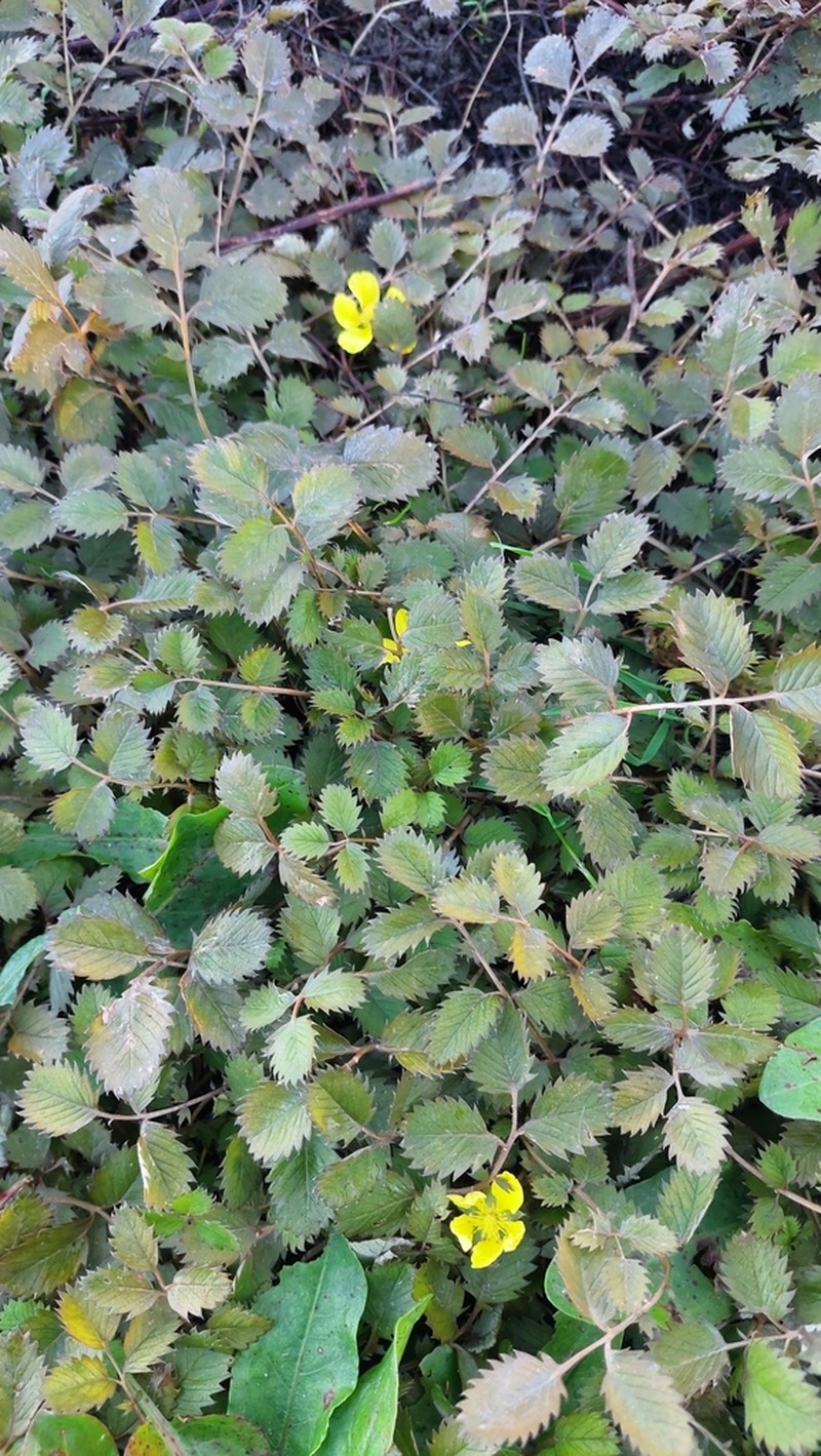 Argentina anserinoides photo 6