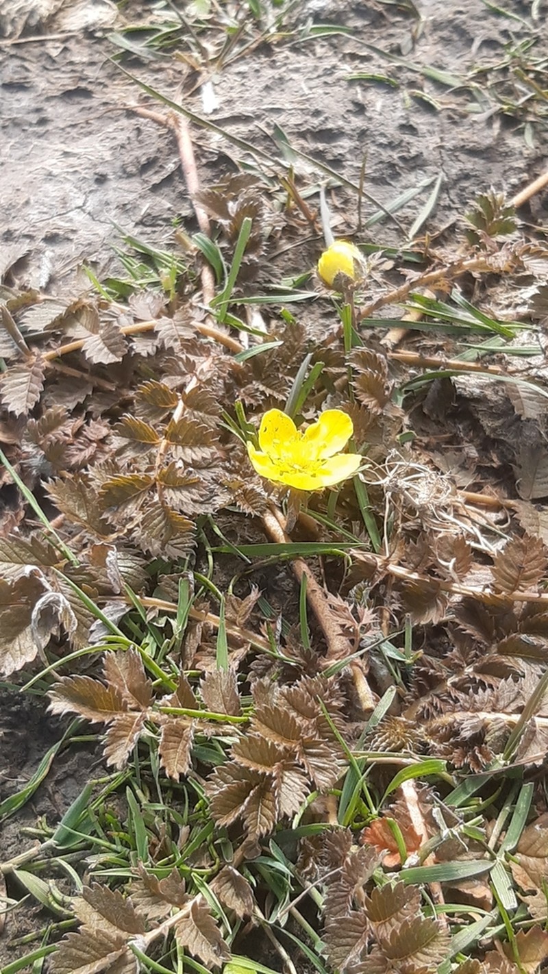 Argentina anserinoides photo 8