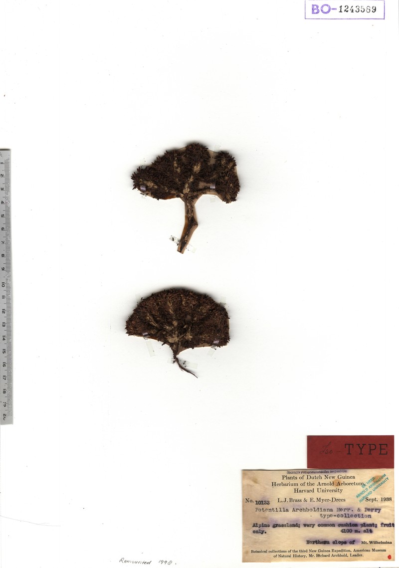 Argentina archboldiana