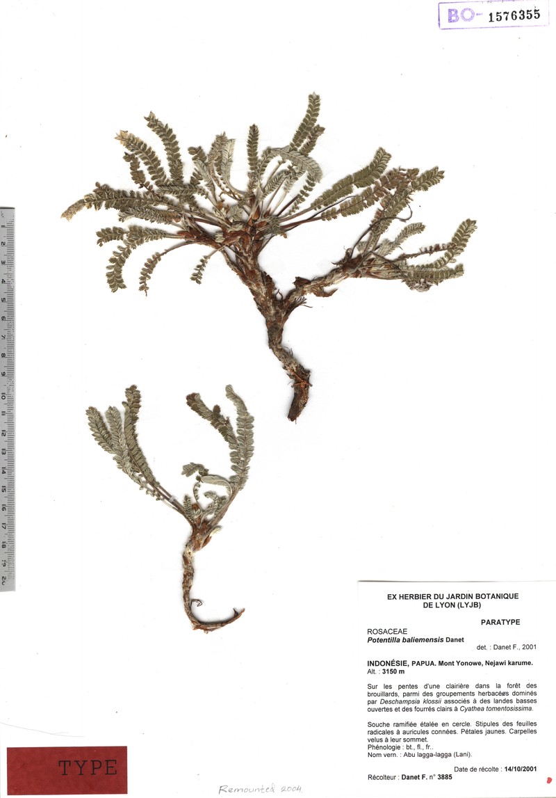 Argentina baliemensis