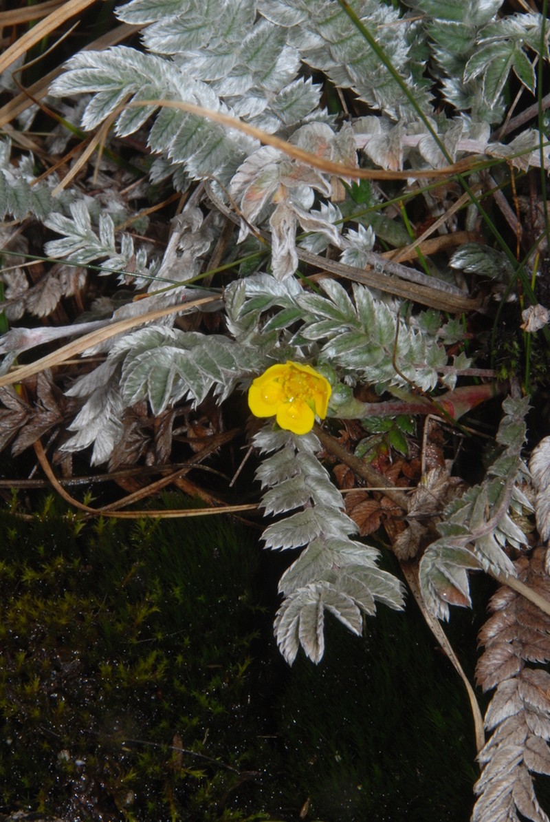 Argentina borneensis photo 2