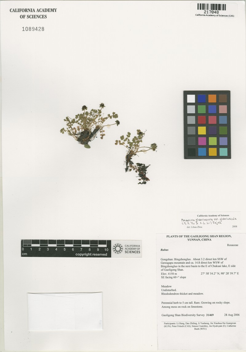 Argentina glabriuscula