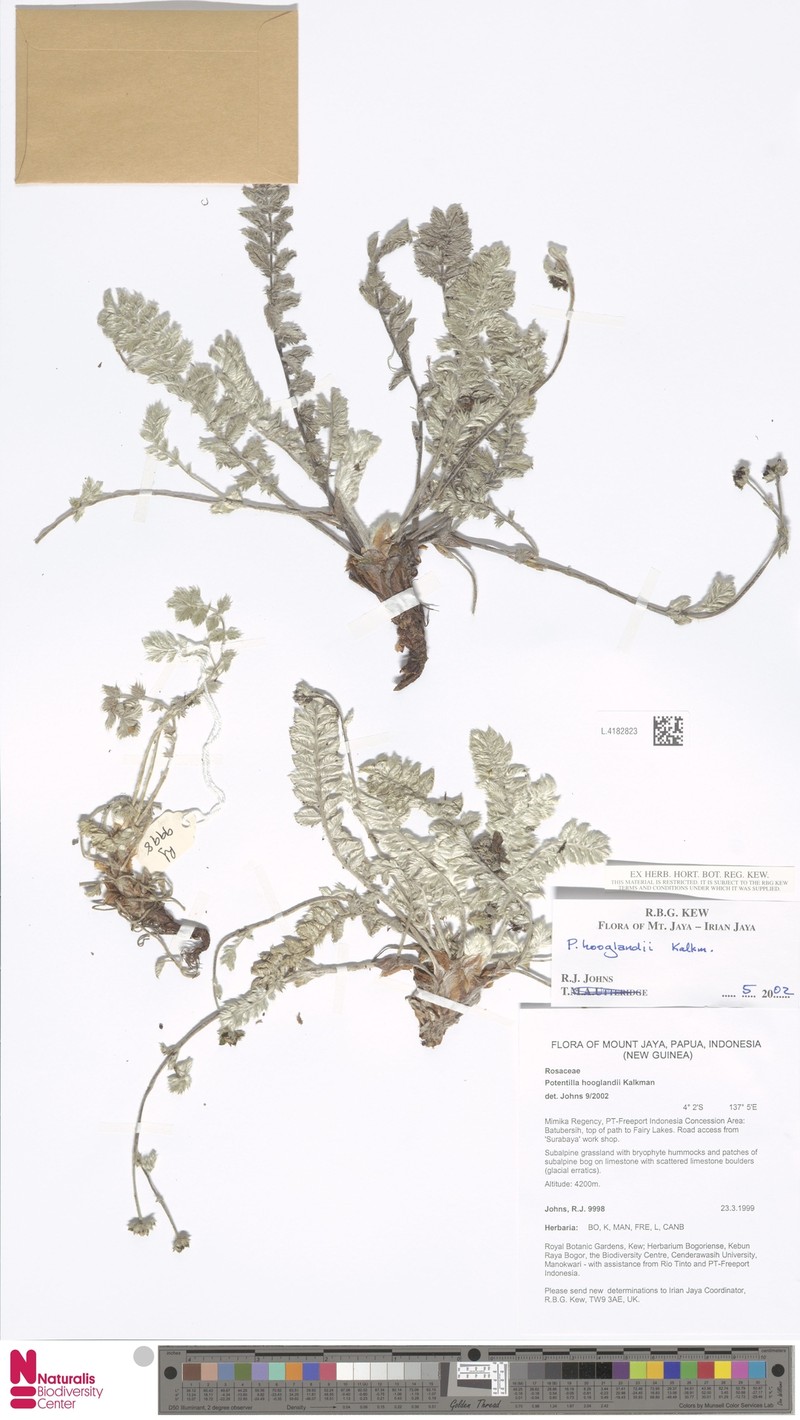 Argentina hooglandii