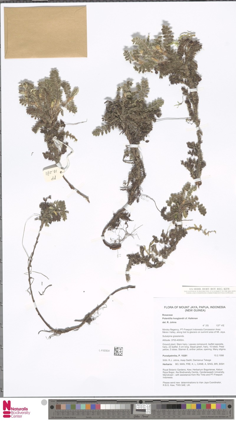 Argentina hooglandii photo 2