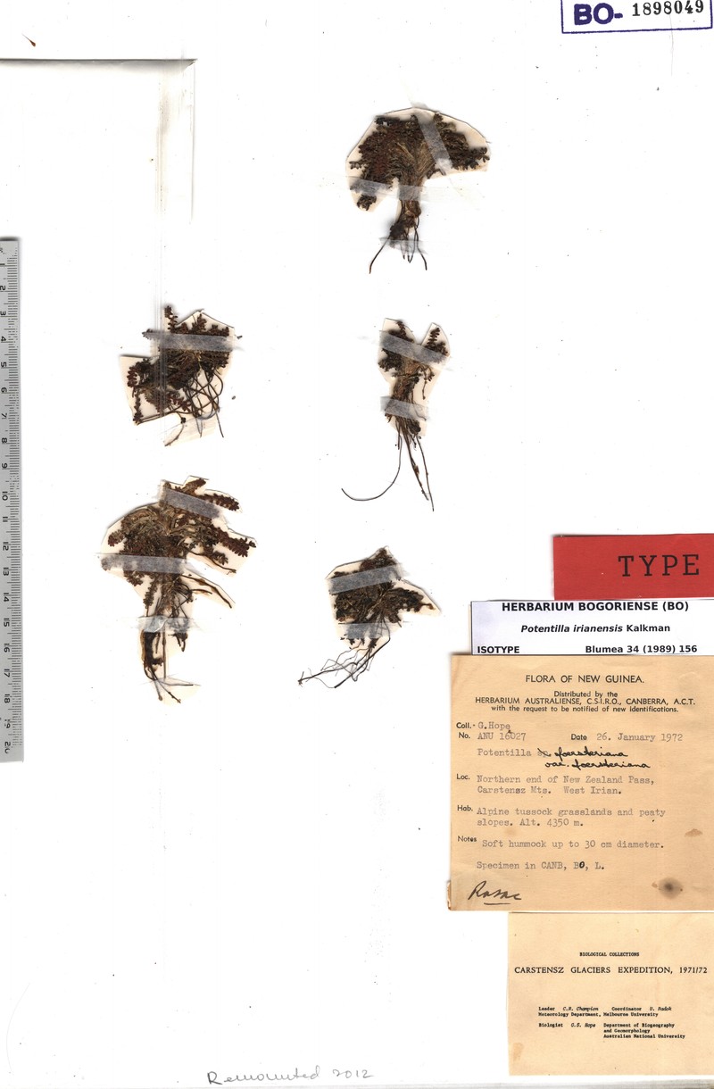 Argentina irianensis photo 2