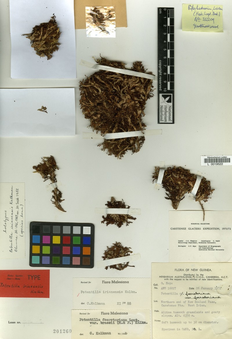 Argentina irianensis photo 3