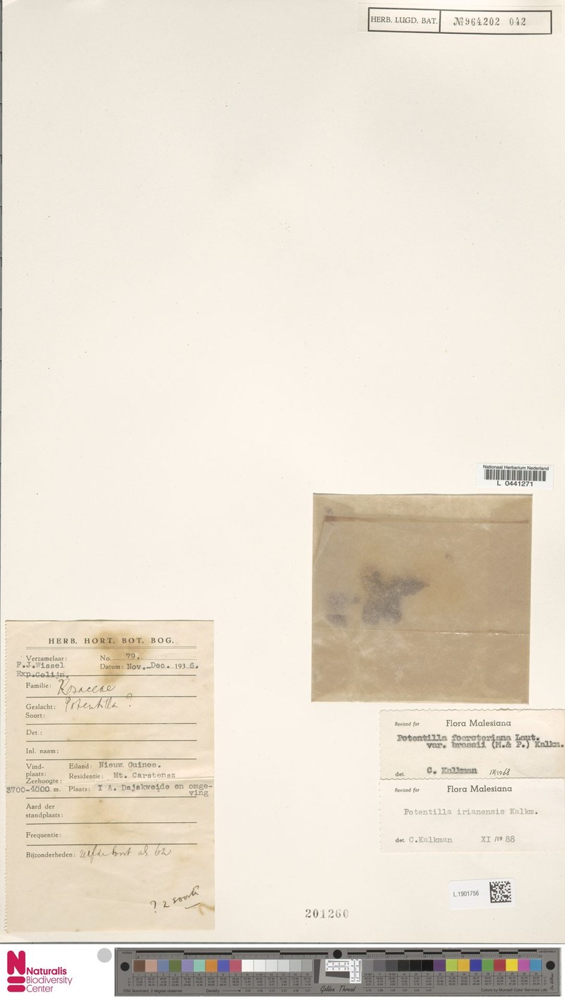 Argentina irianensis photo 4