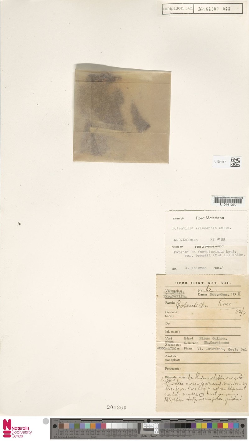 Argentina irianensis photo 5