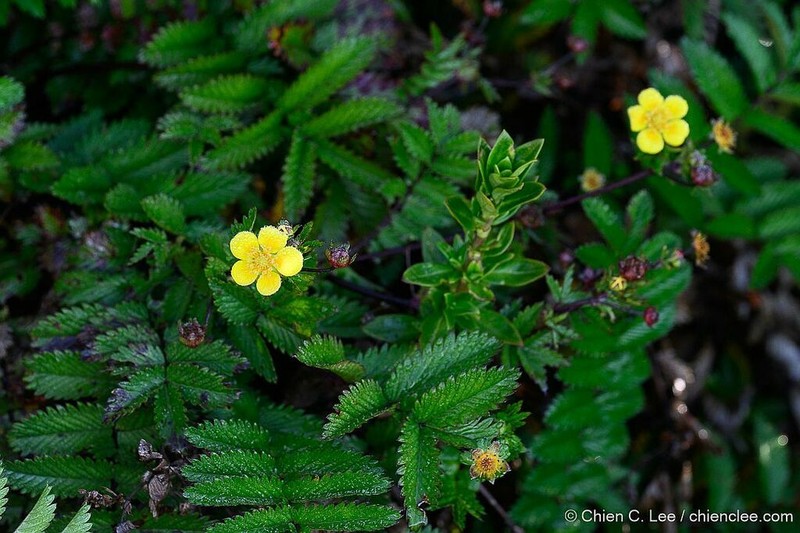 Argentina kinabaluensis