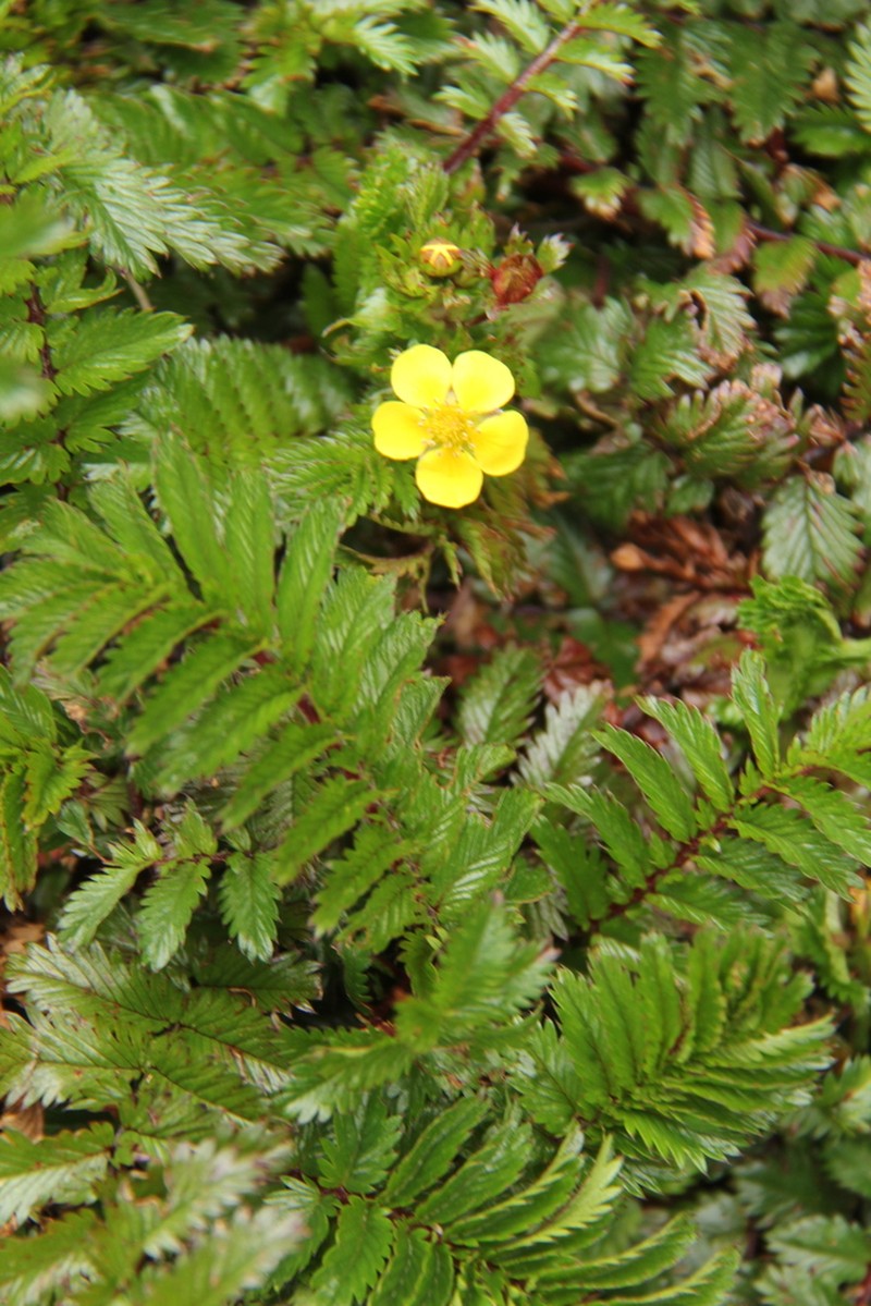 Argentina kinabaluensis photo 3