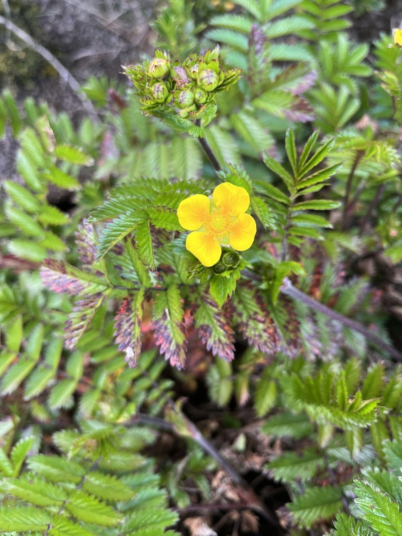 Argentina kinabaluensis photo 5