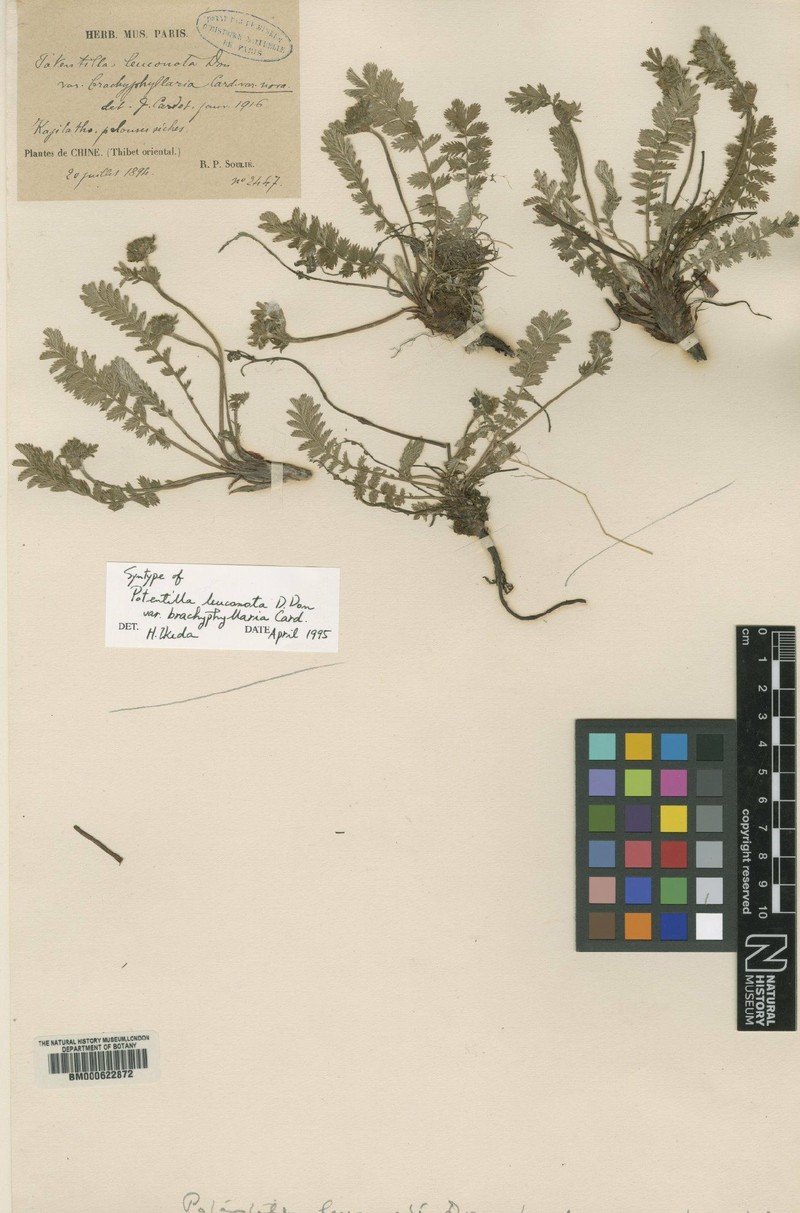 Argentina leuconota var. brachyphyllaria