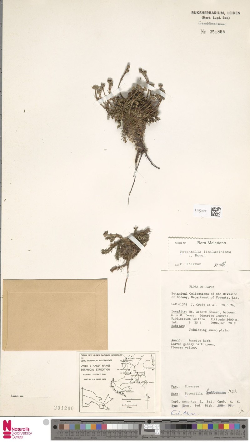Argentina linilaciniata