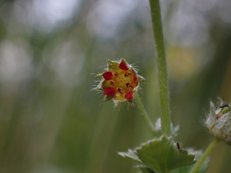 Argentina micropetala