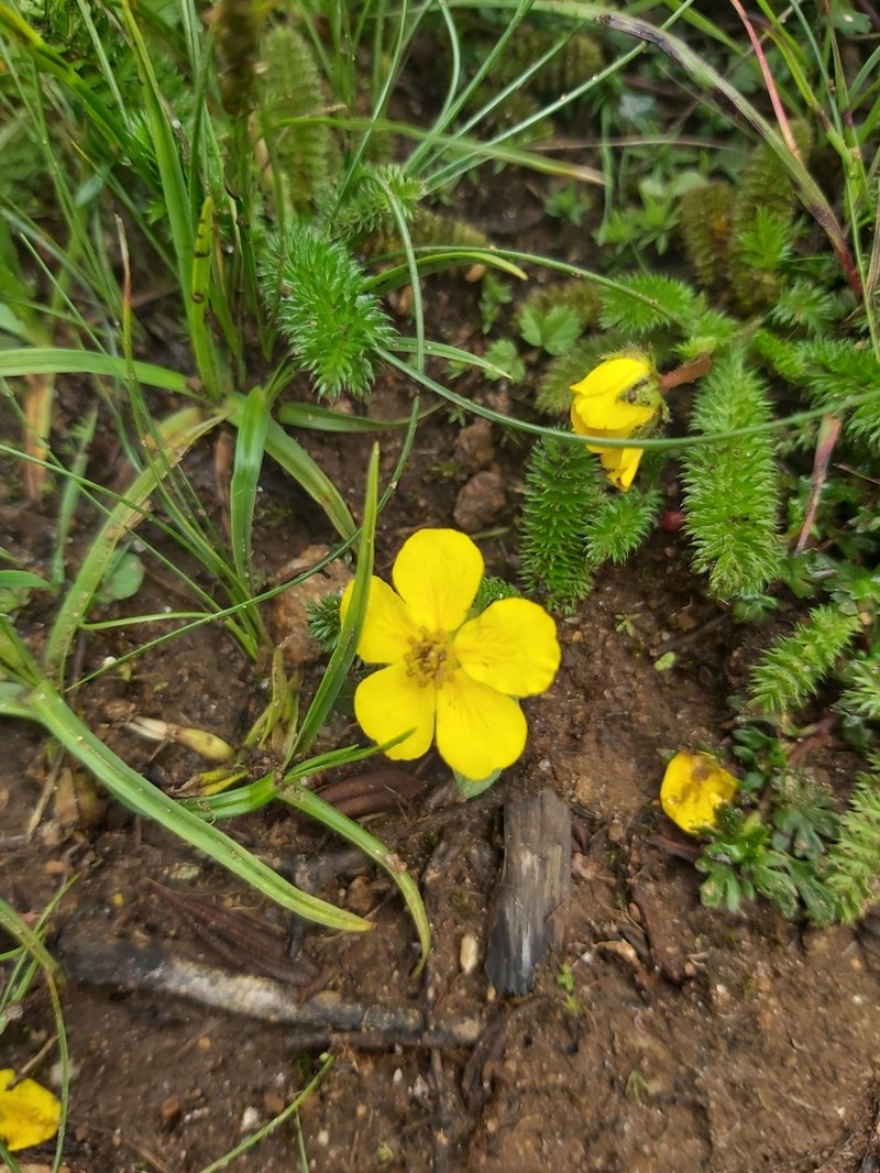 Argentina microphylla