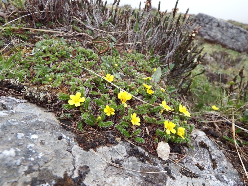 Argentina microphylla photo 2