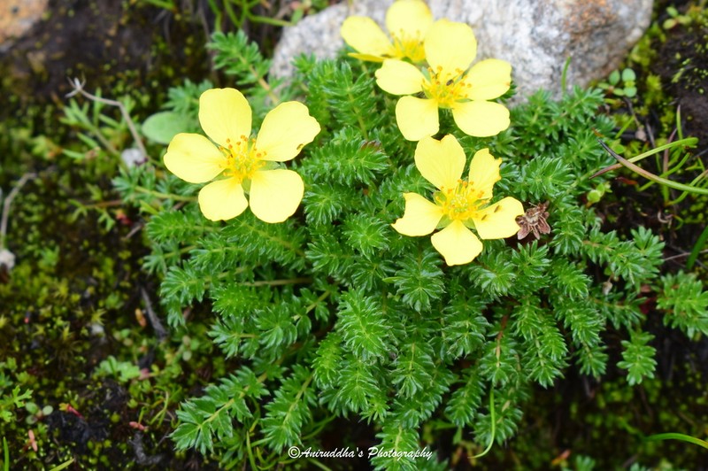 Argentina microphylla photo 3