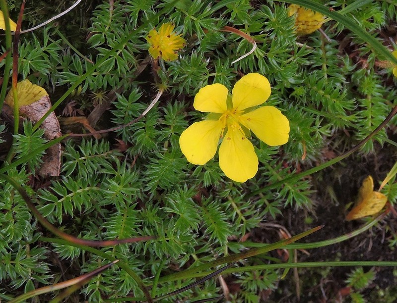 Argentina microphylla photo 4