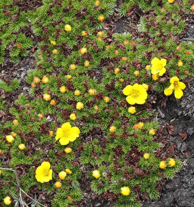 Argentina microphylla photo 5