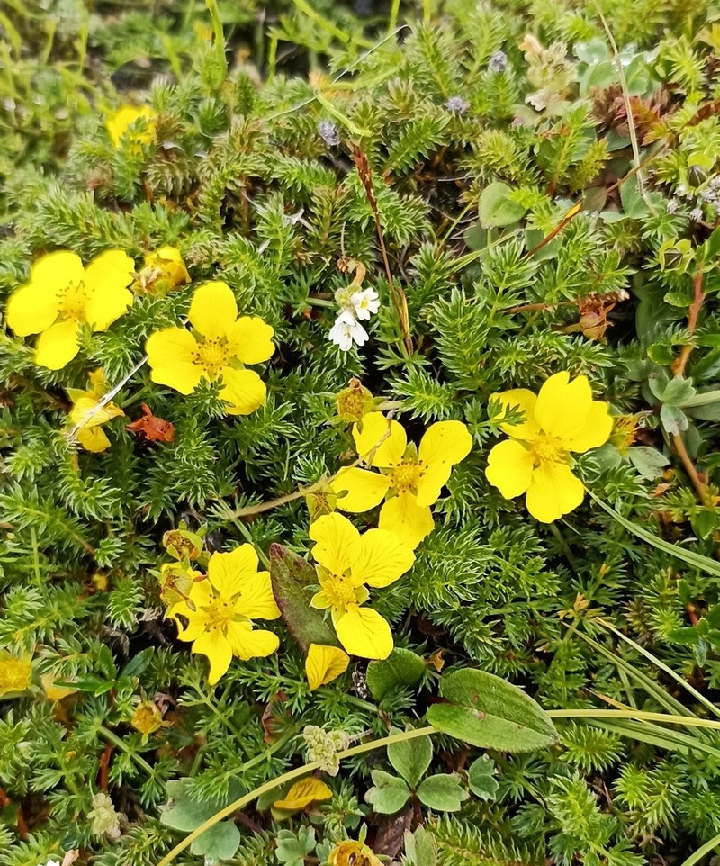 Argentina microphylla photo 6