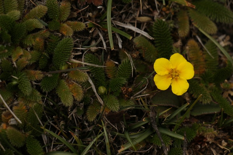 Argentina microphylla photo 8