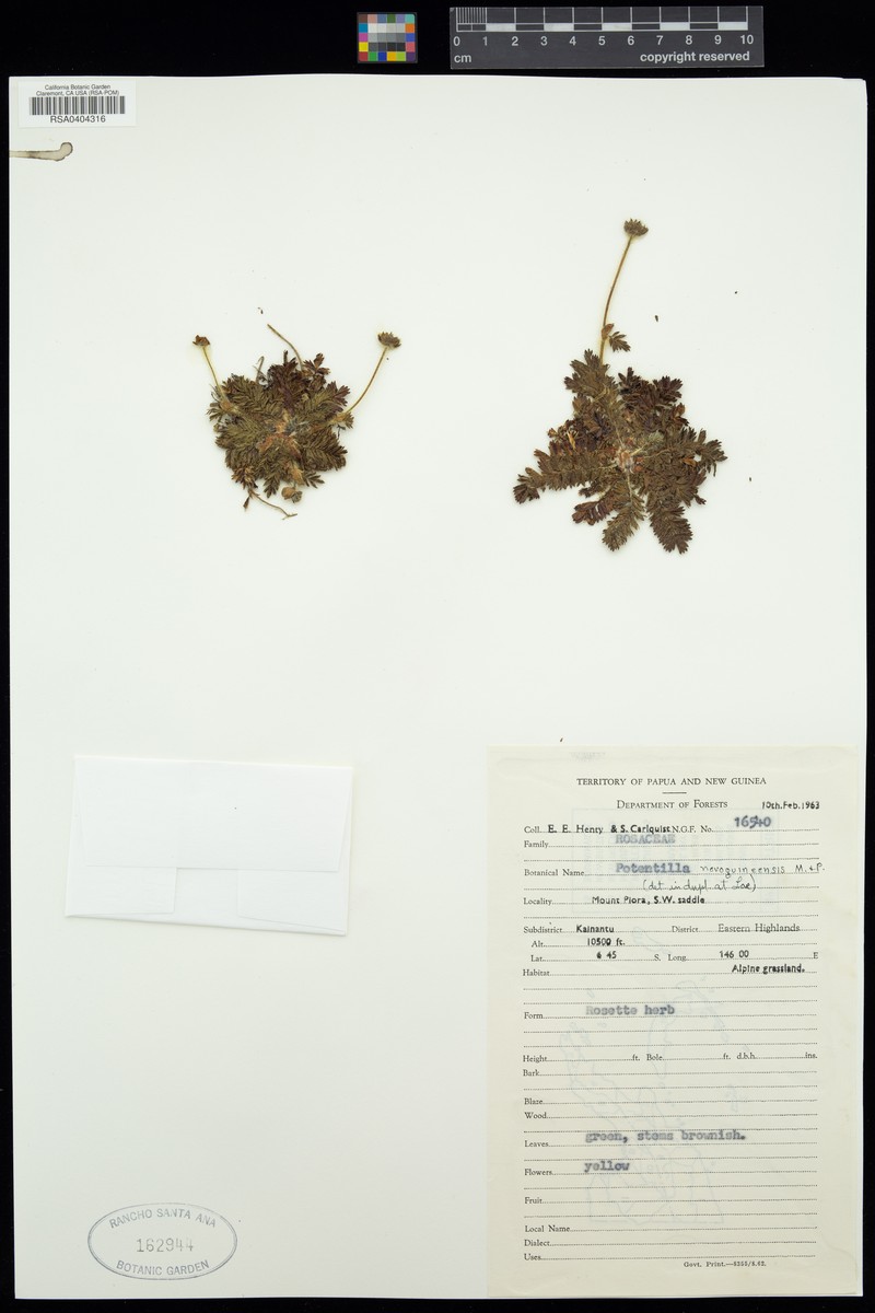 Argentina novoguineensis