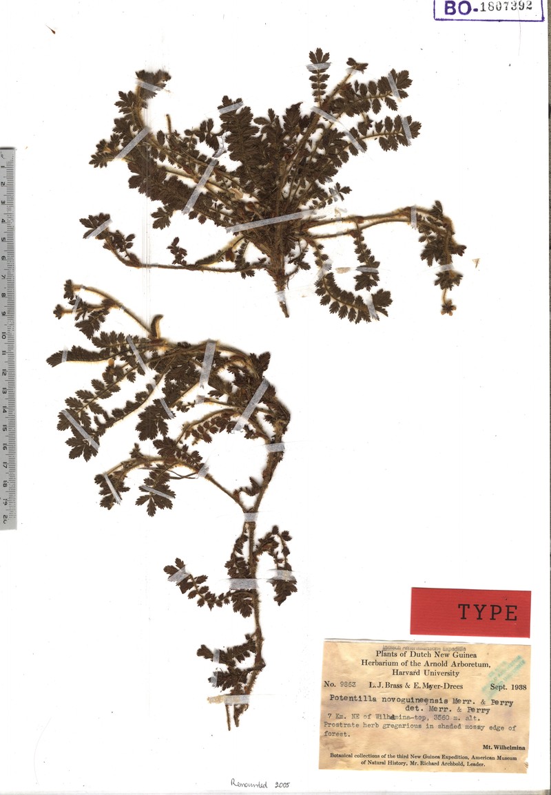 Argentina novoguineensis photo 2