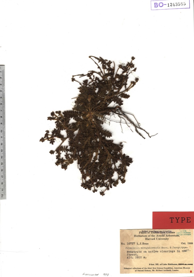 Argentina novoguineensis photo 3