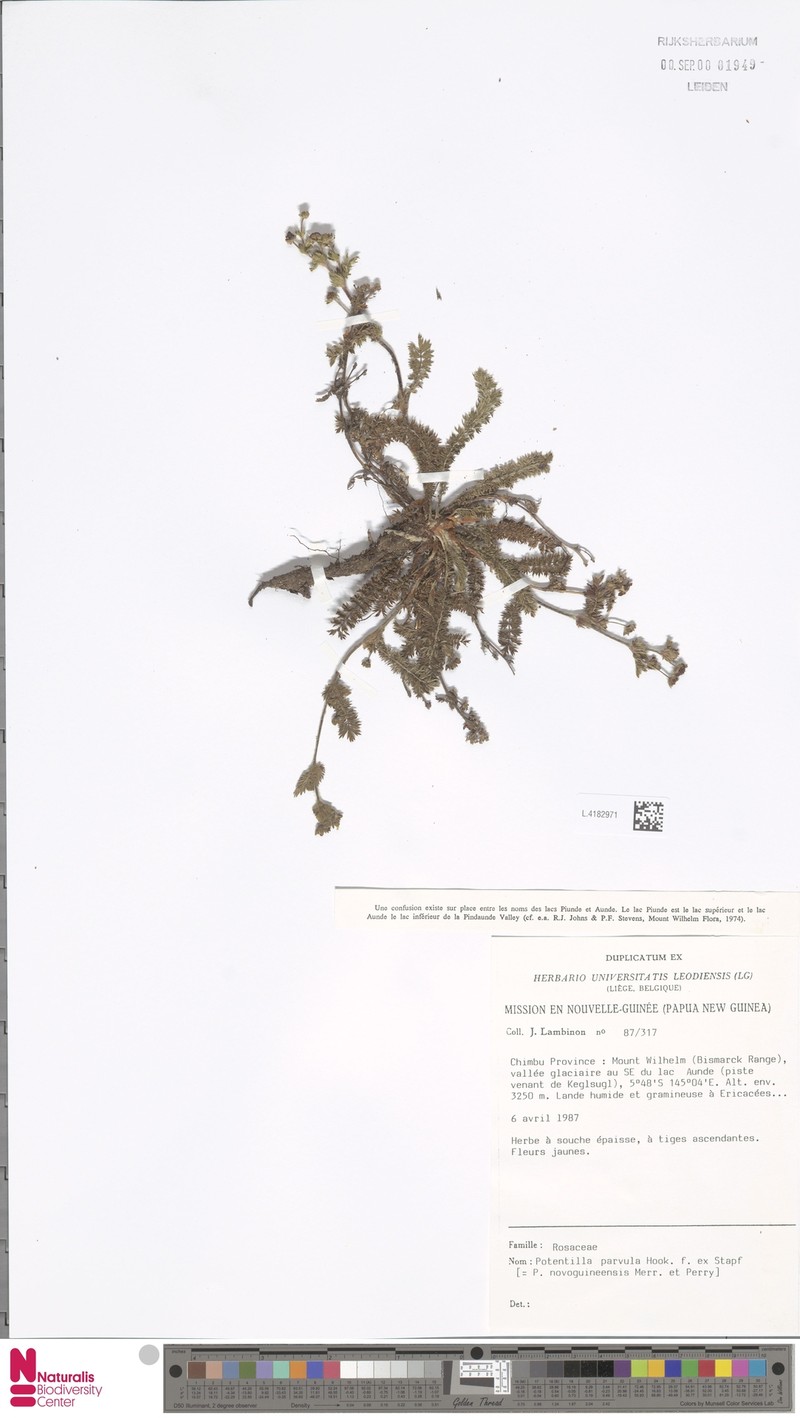 Argentina novoguineensis photo 4