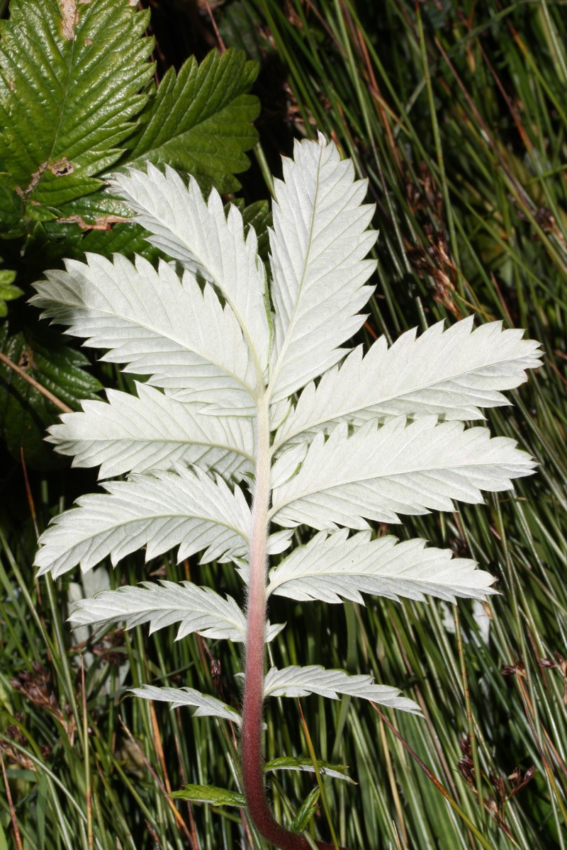 Argentina pacifica