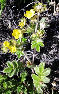 Argentina papuana