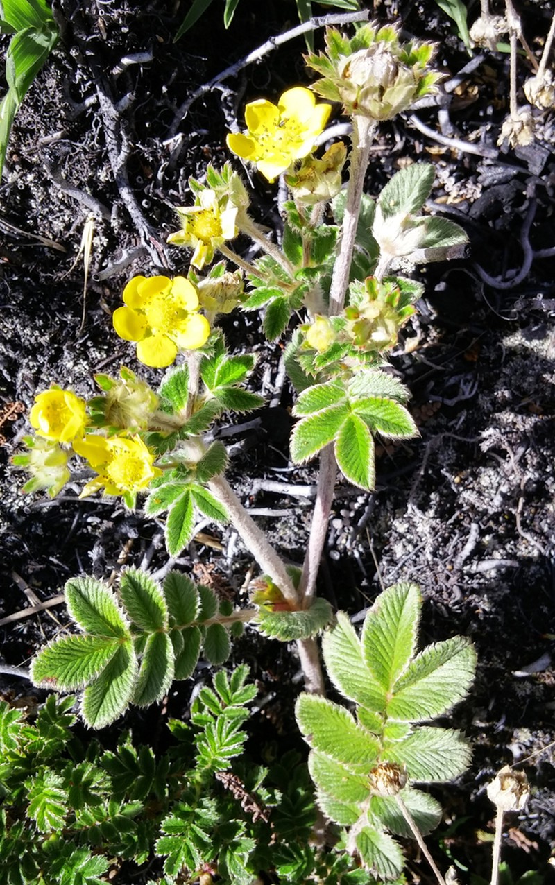 Argentina papuana