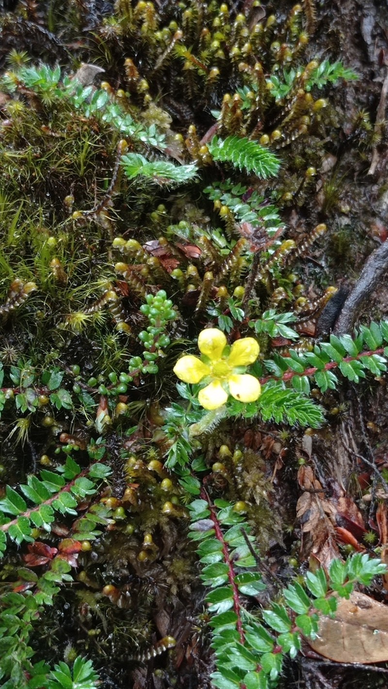 Argentina parvula