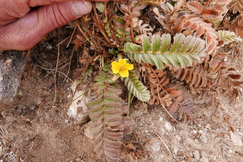 Argentina peduncularis photo 5