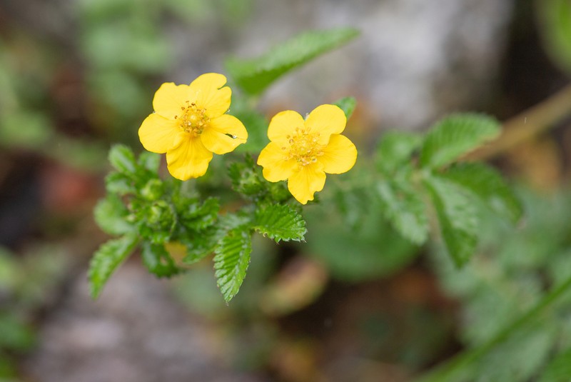 Argentina polyphylla