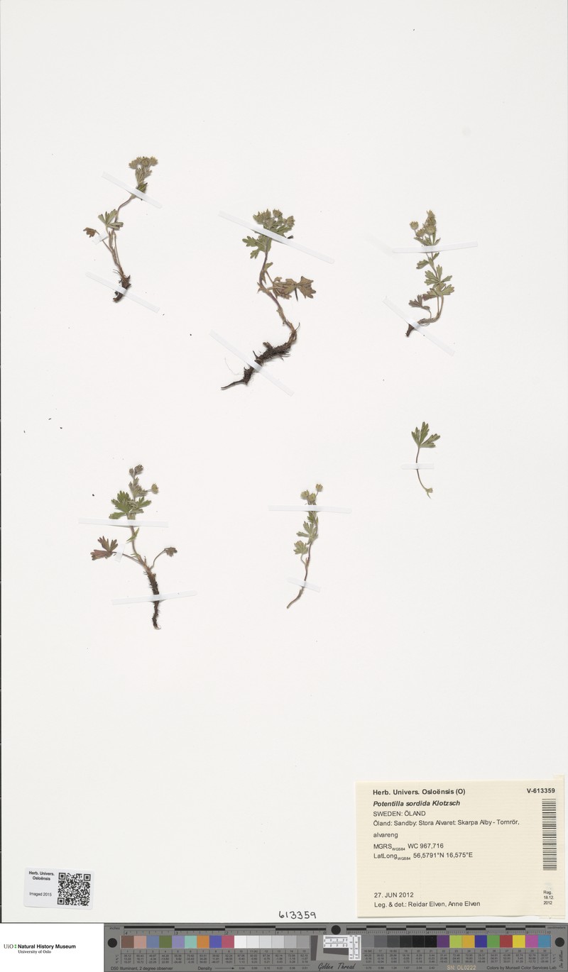 Argentina polyphylla