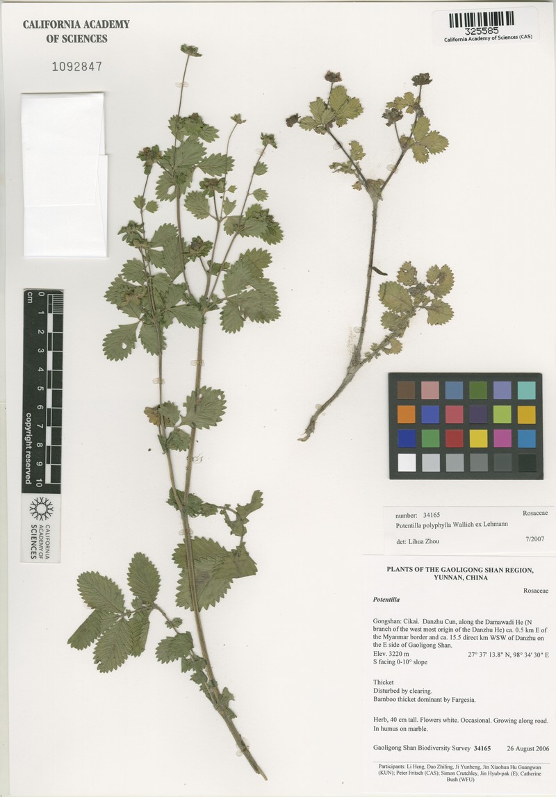 Argentina polyphylla photo 2
