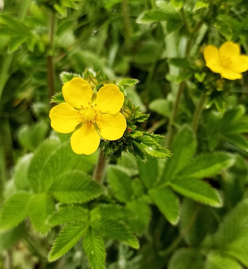 Argentina polyphylla photo 3