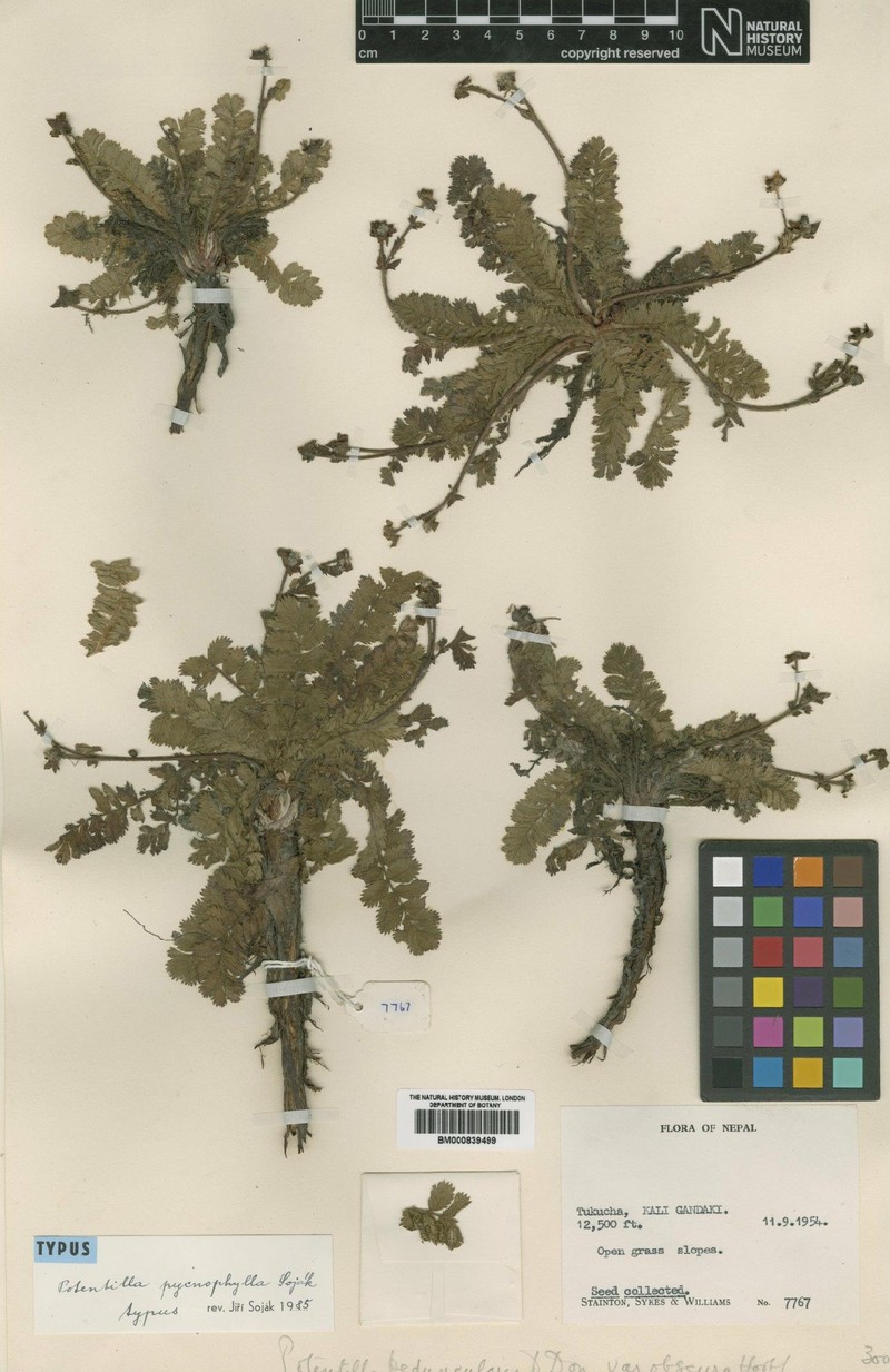 Argentina pycnophylla