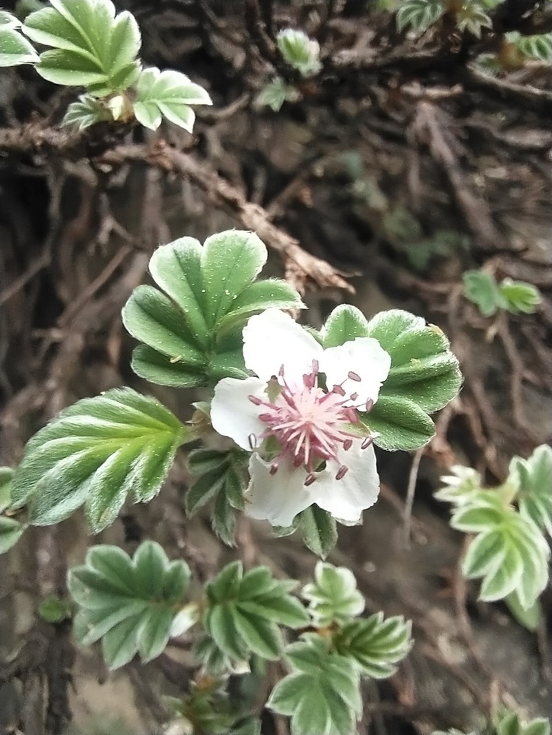 Argentina sericophylla