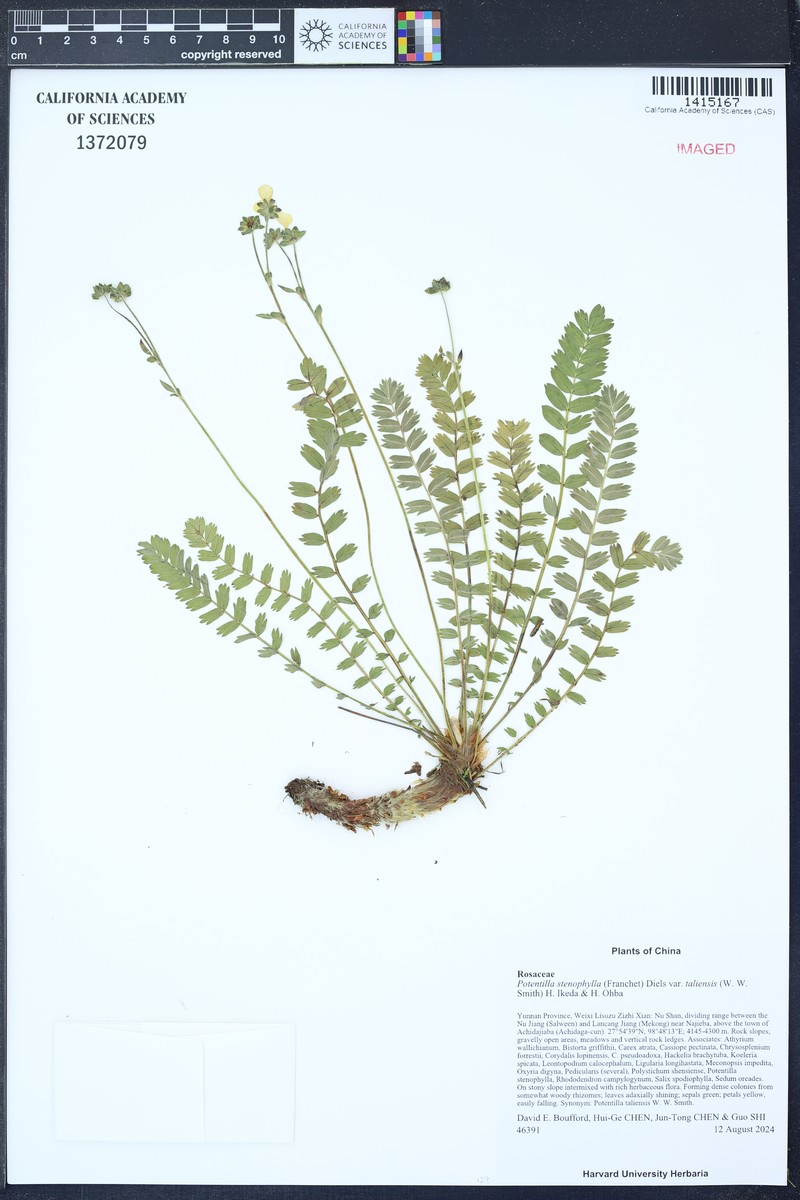Argentina taliensis