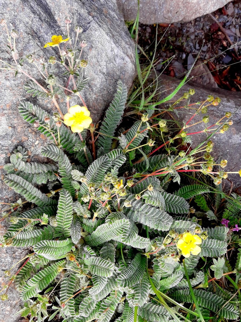 Argentina tugitakensis