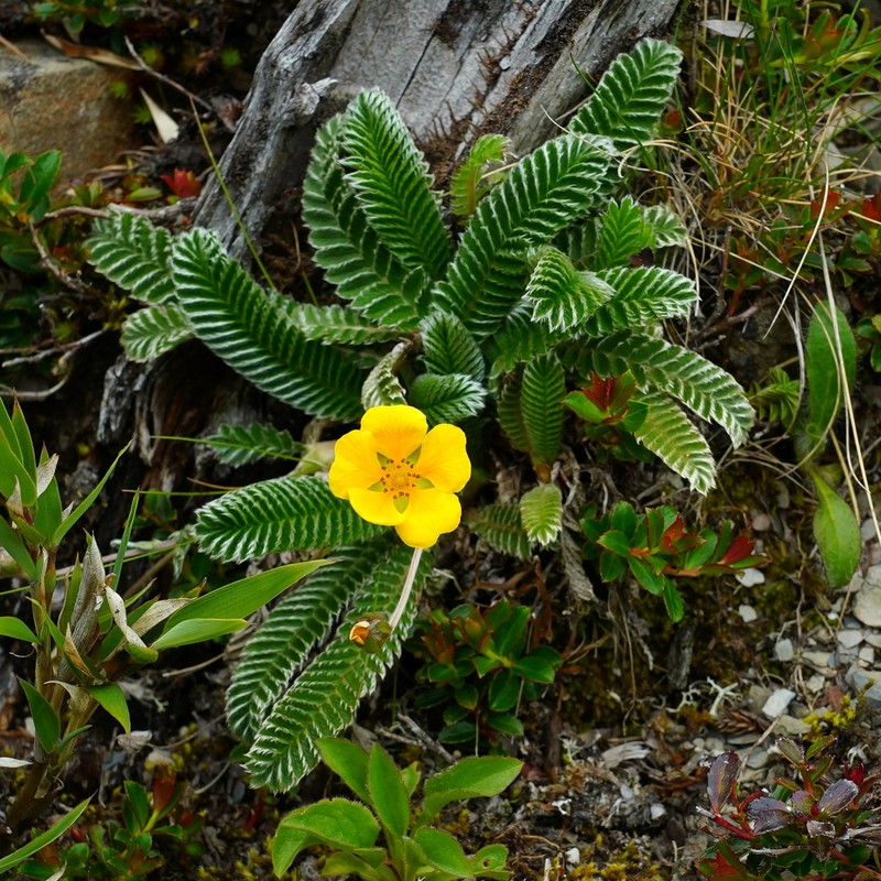 Argentina tugitakensis photo 2