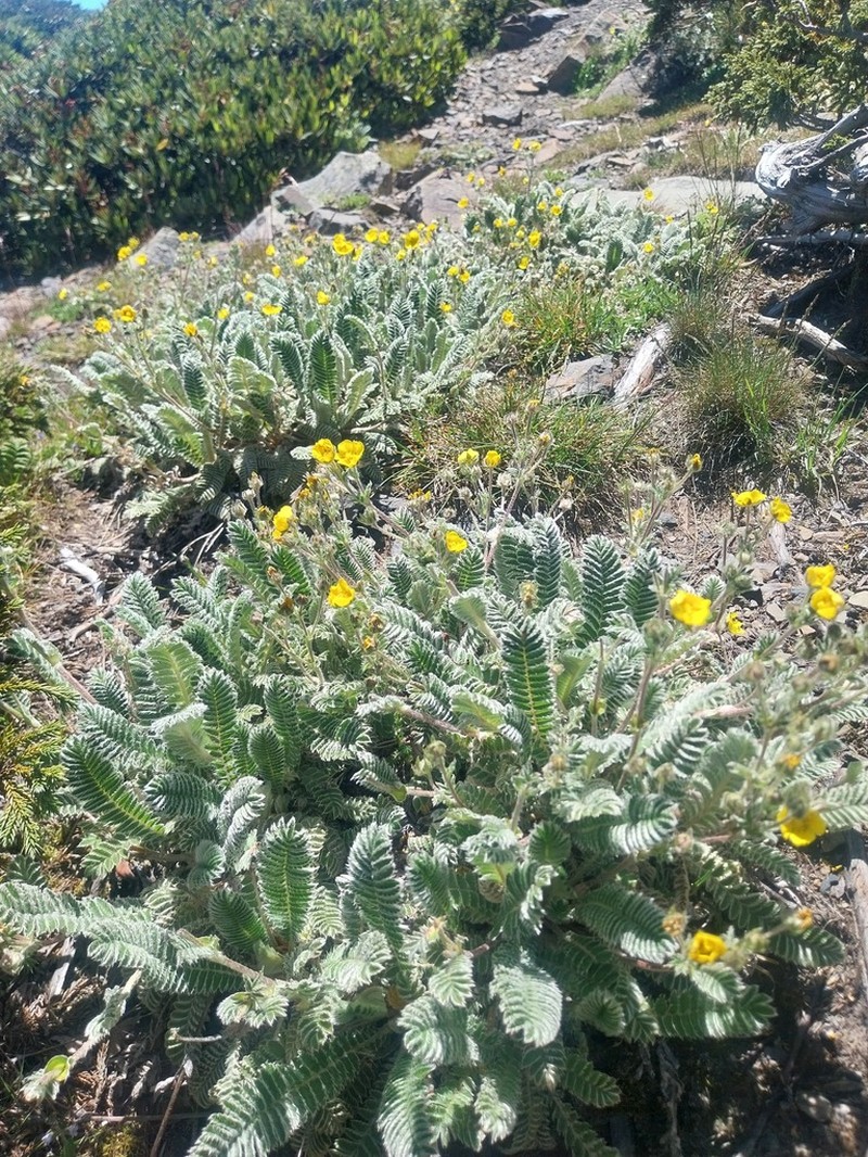 Argentina tugitakensis photo 3